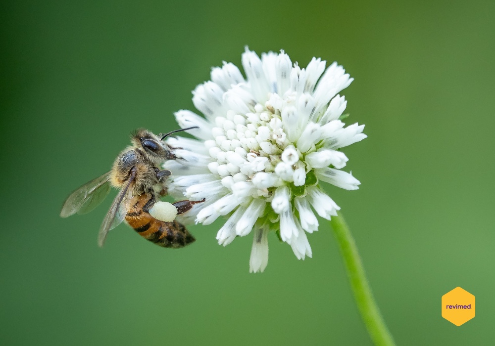Fascinantne činjenice koje niste znali o pčelama