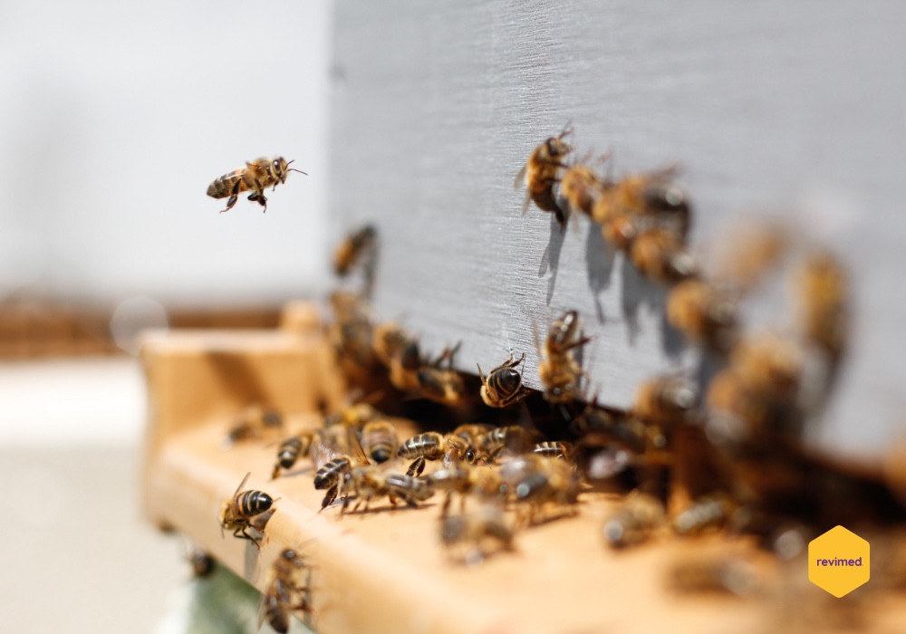 Imunitet roja: I pčele imaju svoj prirodni “program cijepljenja”